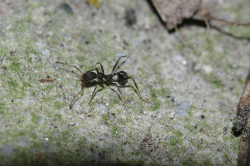 Aphaenogaster cfr spinosa